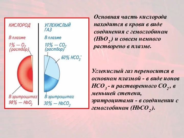 Основная часть кислорода находится в крови в виде соединения с гемоглобином