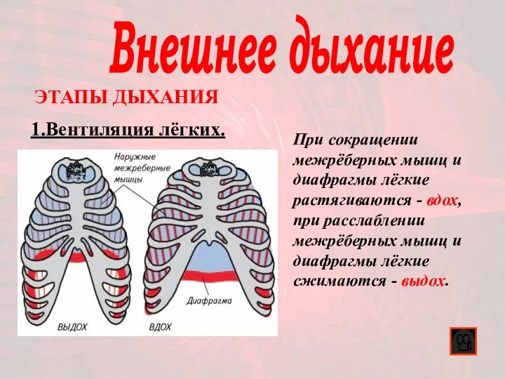 Внешнее дыхание 1.Вентиляция лёгких. ЭТАПЫ ДЫХАНИЯ При сокращении межрёберных мышц и