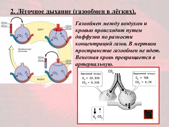 2. Лёгочное дыхание (газообмен в лёгких). Газообмен между воздухом и кровью