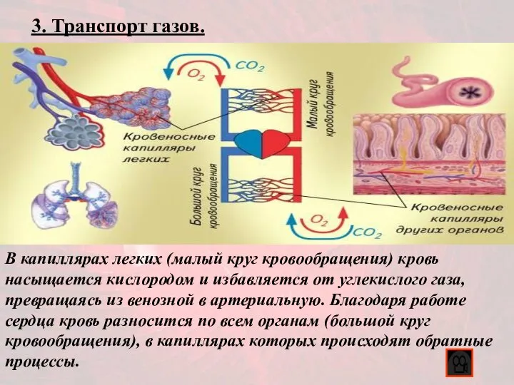 3. Транспорт газов. В капиллярах легких (малый круг кровообращения) кровь насыщается