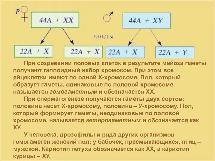 При созревании половых клеток в результате мейоза гаметы получают гаплоидный набор