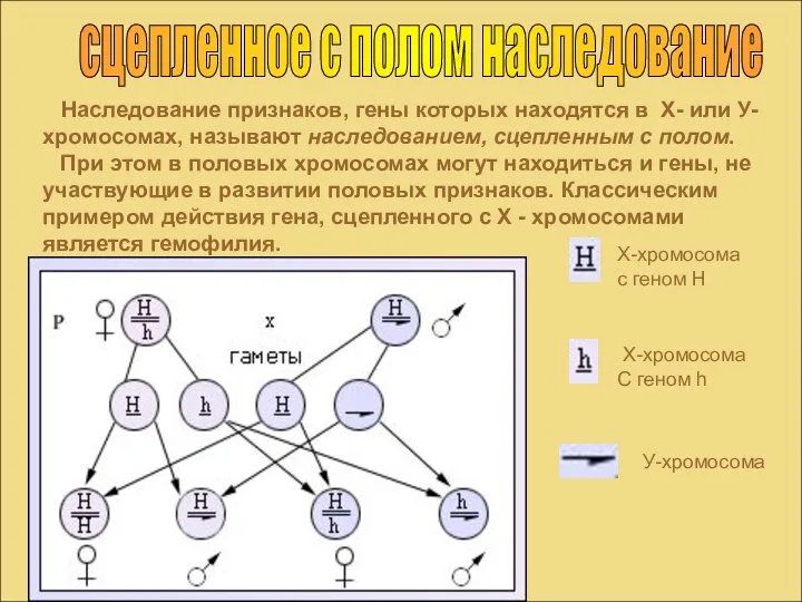 сцепленное с полом наследование Наследование признаков, гены которых находятся в Х-