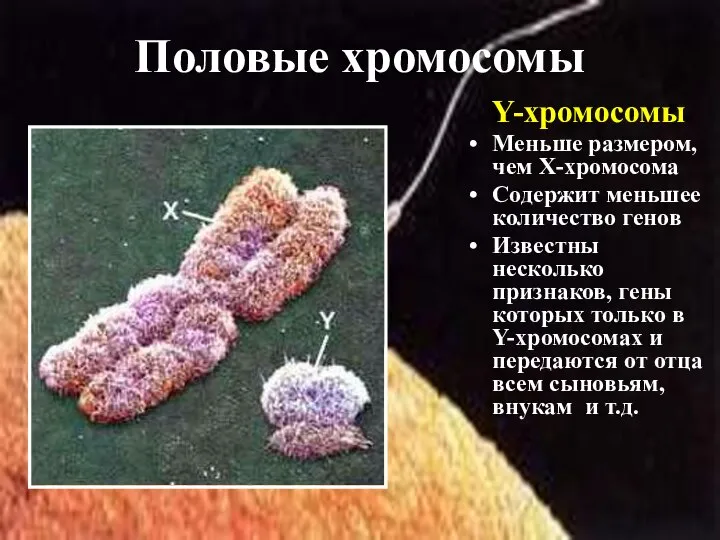 Y-хромосомы Меньше размером, чем Х-хромосома Содержит меньшее количество генов Известны несколько