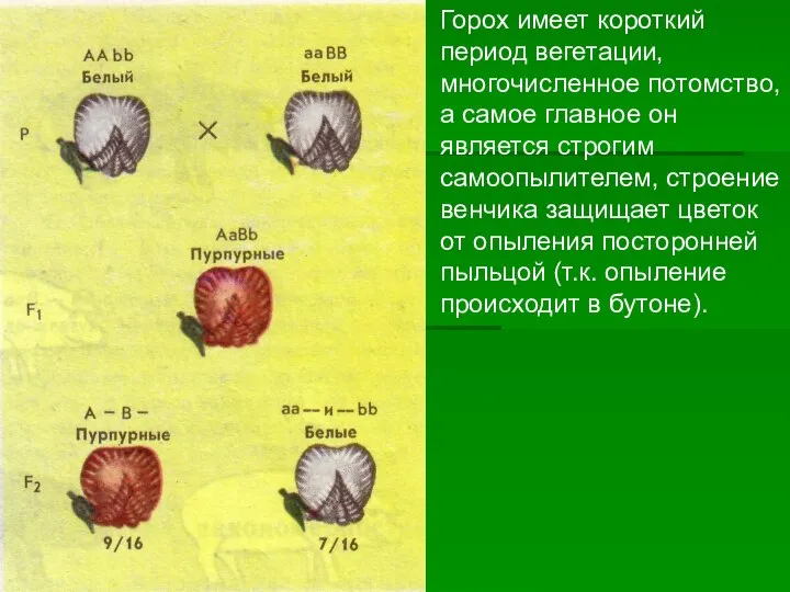 Горох имеет короткий период вегетации, многочисленное потомство, а самое главное он