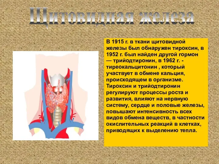 В 1915 г. в ткани щитовидной железы был обнаружен тироксин, в