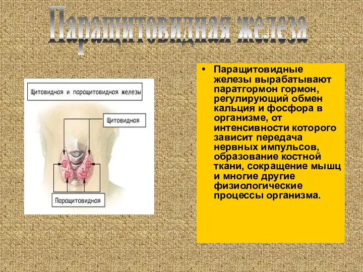 Паращитовидные железы вырабатывают паратгормон гормон, регулирующий обмен кальция и фосфора в