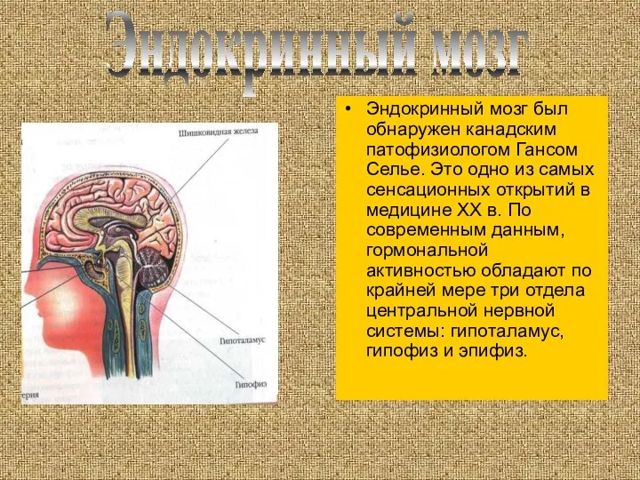 Эндокринный мозг был обнаружен канадским патофизиологом Гансом Селье. Это одно из