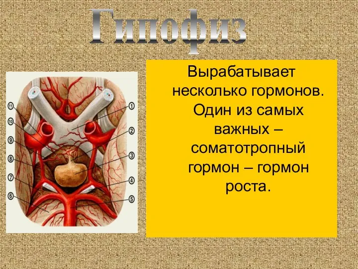 Вырабатывает несколько гормонов. Один из самых важных – соматотропный гормон – гормон роста. Гипофиз