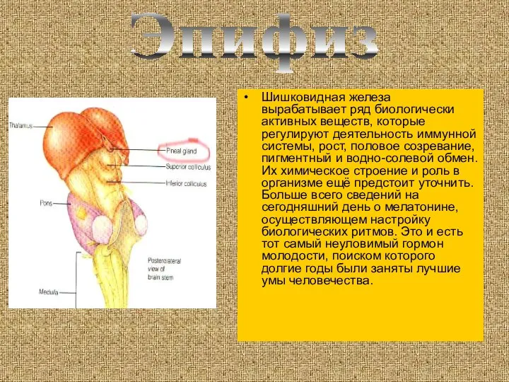 Эпифиз Шишковидная железа вырабатывает ряд биологически активных веществ, которые регулируют деятельность
