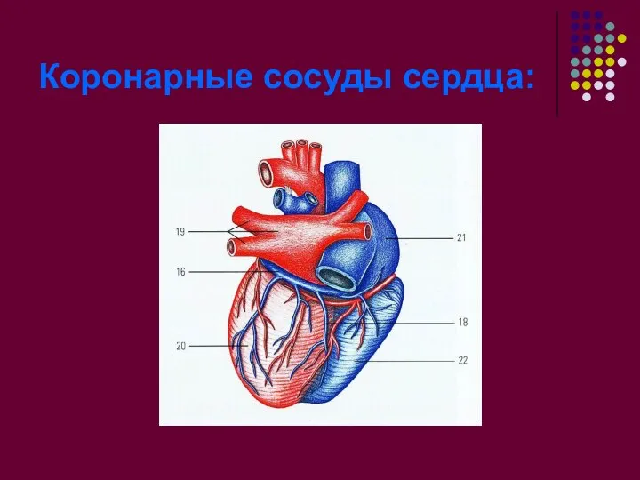 Коронарные сосуды сердца: