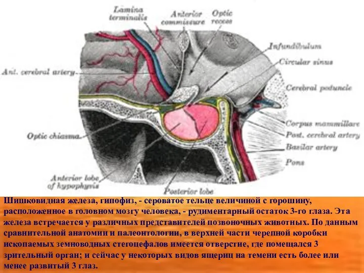 Шишковидная железа, гипофиз, - сероватое тельце величиной с горошину, расположенное в