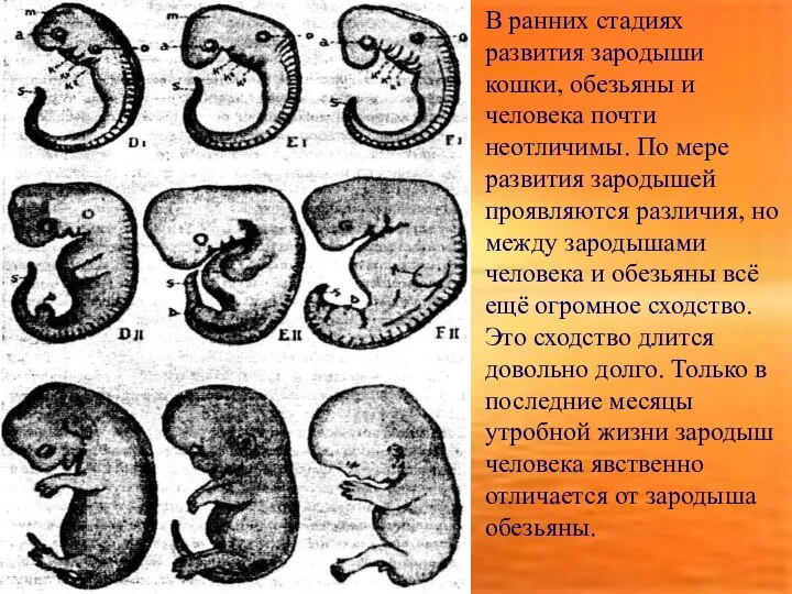 В ранних стадиях развития зародыши кошки, обезьяны и человека почти неотличимы.