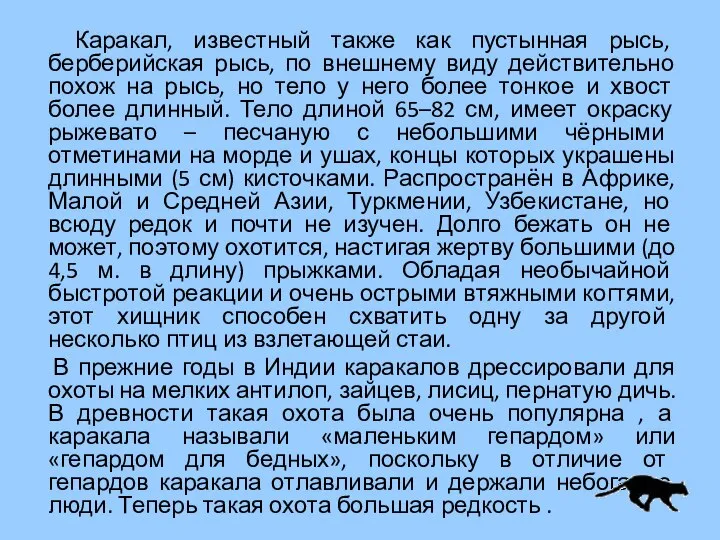 Каракал, известный также как пустынная рысь, берберийская рысь, по внешнему виду