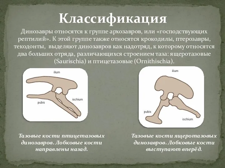 Динозавры относятся к группе архозавров, или «господствующих рептилий». К этой группе