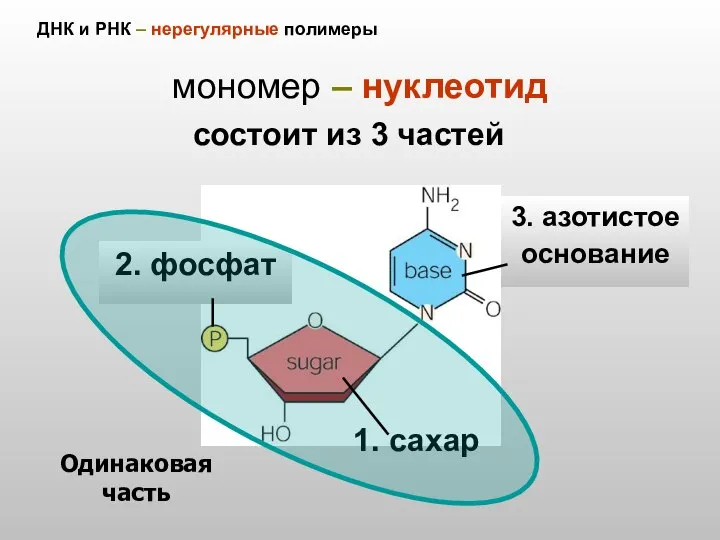 ДНК и РНК – нерегулярные полимеры мономер – нуклеотид 2. фосфат