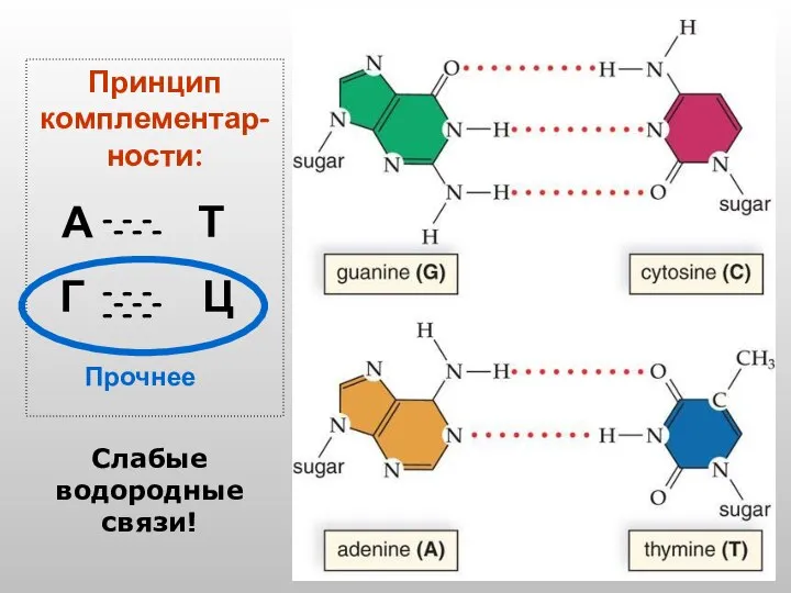 Принцип комплементар-ности: А Т Г Ц - - - - -