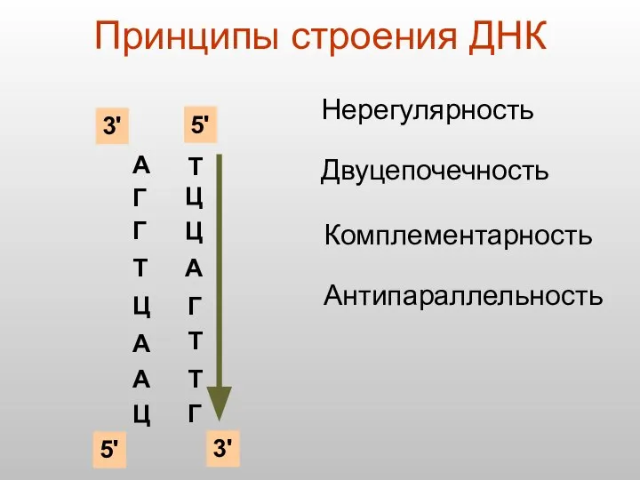 Принципы строения ДНК А Г Г Т Ц А А Ц