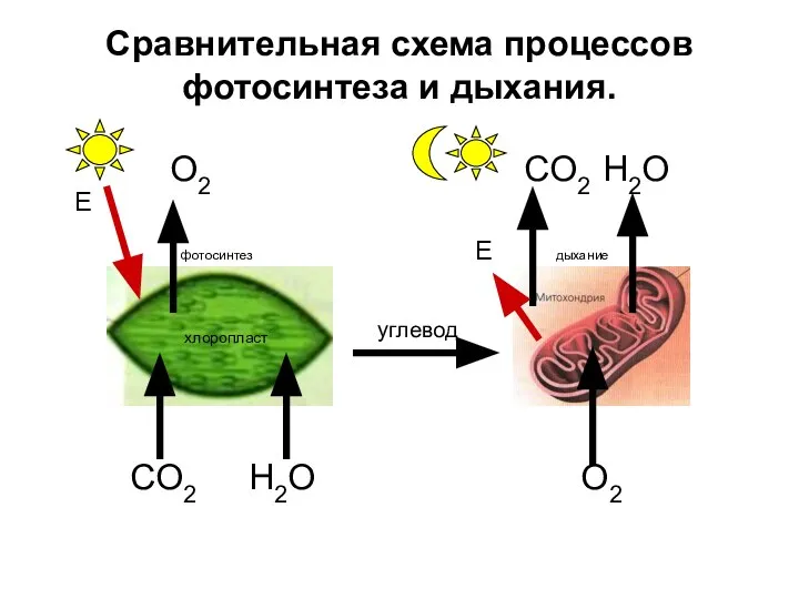 Сравнительная схема процессов фотосинтеза и дыхания. O2 CO2 H2O фотосинтез Е