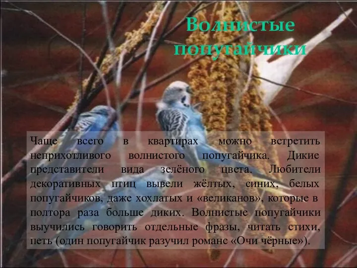 Чаще всего в квартирах можно встретить неприхотливого волнистого попугайчика. Дикие представители