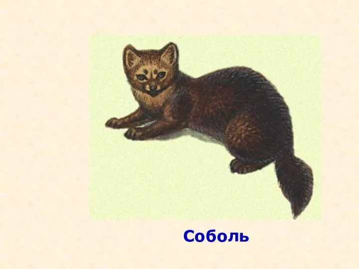 Соболь