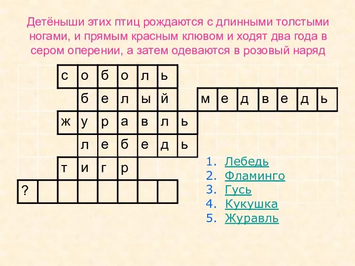 Детёныши этих птиц рождаются с длинными толстыми ногами, и прямым красным