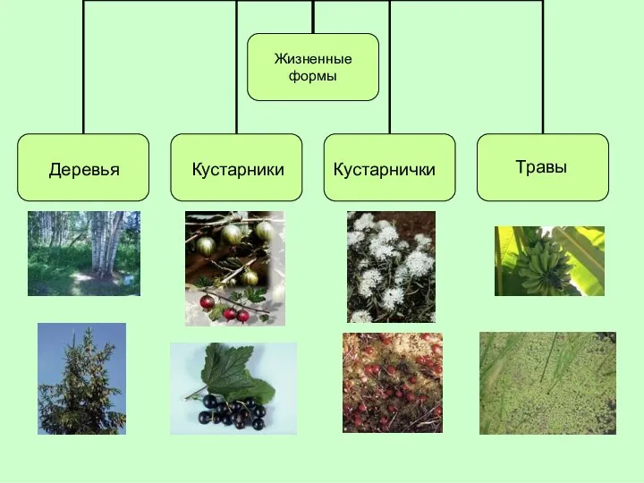 Деревья Кустарнички