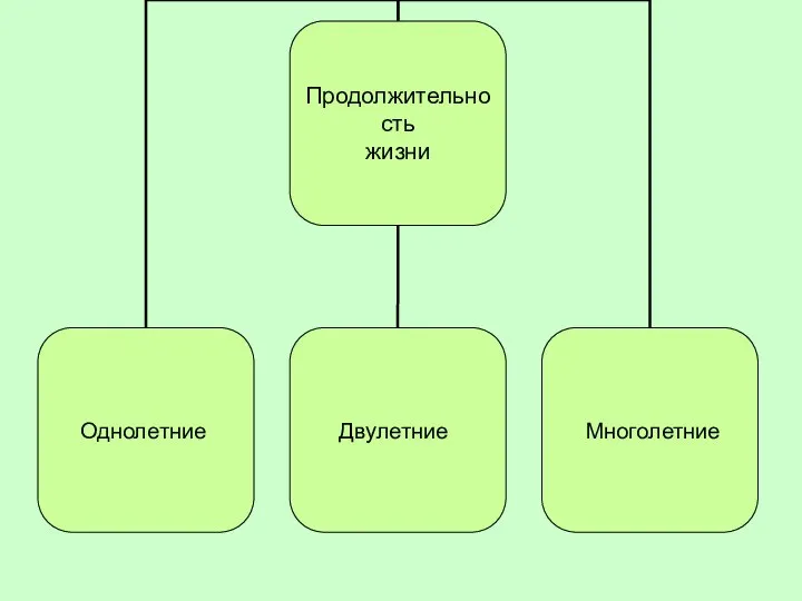 Однолетние Двулетние Многолетние