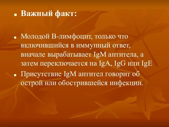 Важный факт: Молодой В-лимфоцит, только что включившийся в иммунный ответ, вначале