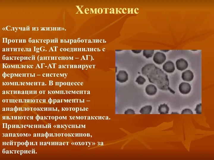 Хемотаксис «Случай из жизни». Против бактерий выработались антитела IgG. АТ соединились