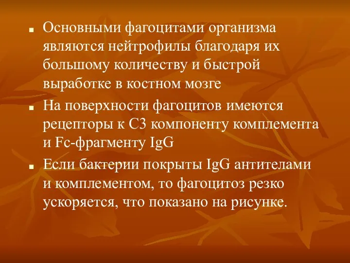 Основными фагоцитами организма являются нейтрофилы благодаря их большому количеству и быстрой