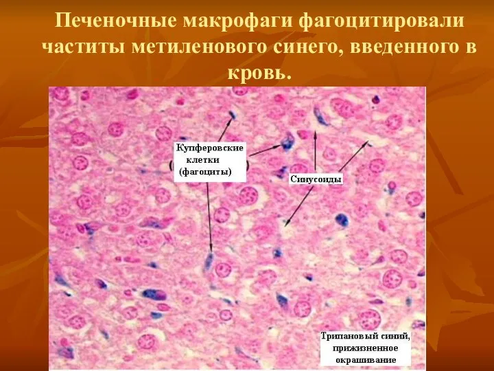 Печеночные макрофаги фагоцитировали частиты метиленового синего, введенного в кровь.