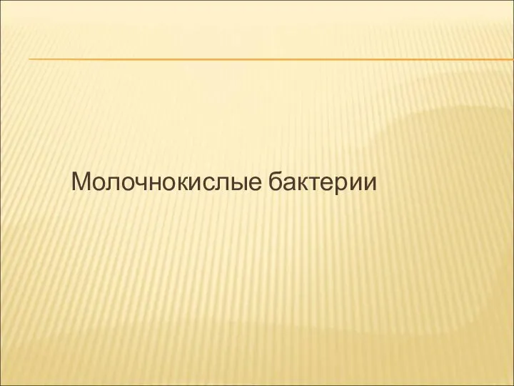 Молочнокислые бактерии