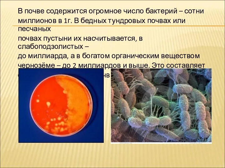 В почве содержится огромное число бактерий – сотни миллионов в 1г.