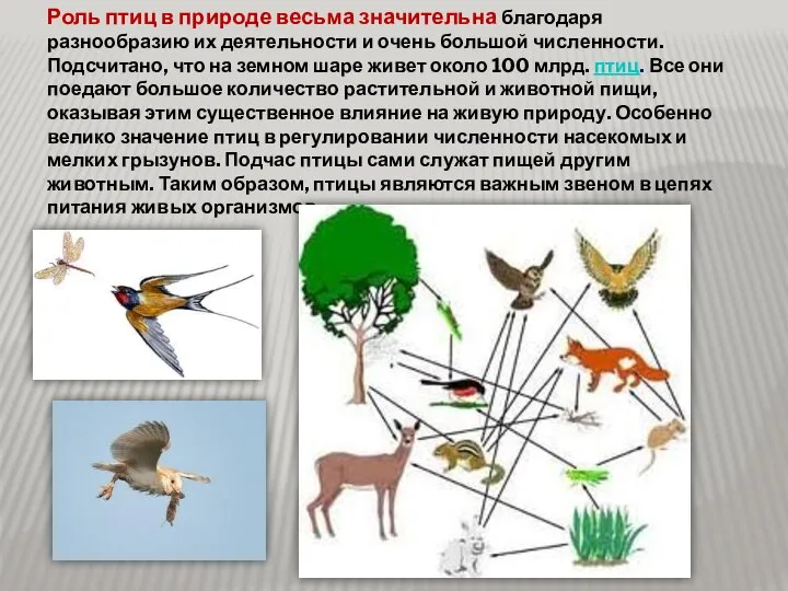 Роль птиц в природе весьма значительна благодаря разнообразию их деятельности и