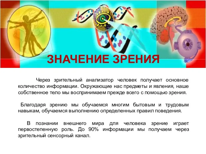 Через зрительный анализатор человек получает основное количество информации. Окружающие нас предметы