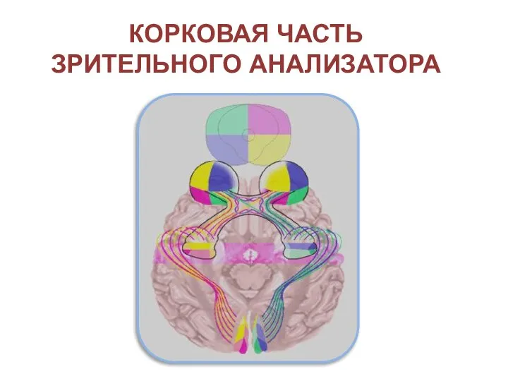 Корковая часть Зрительного анализатора