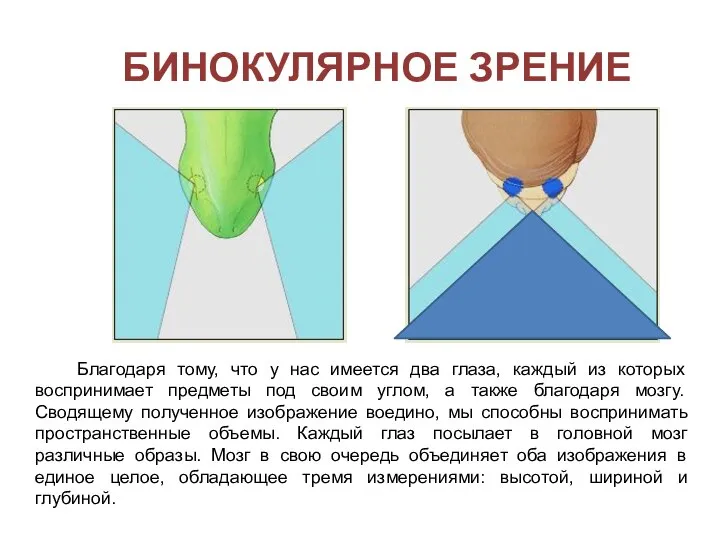 Бинокулярное зрение Благодаря тому, что у нас имеется два глаза, каждый