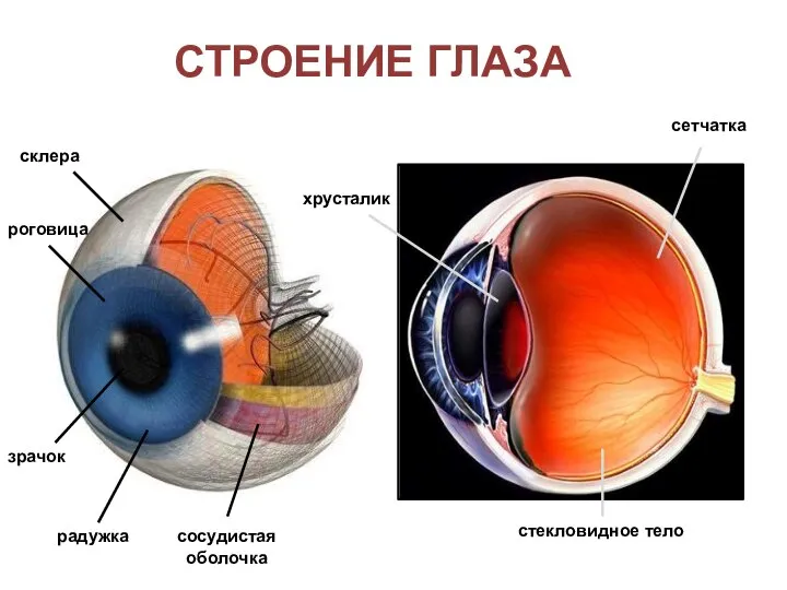строение глаза склера роговица зрачок радужка сосудистая оболочка хрусталик стекловидное тело сетчатка