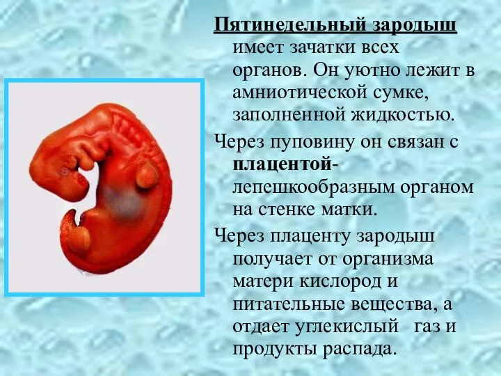 Пятинедельный зародыш имеет зачатки всех органов. Он уютно лежит в амниотической