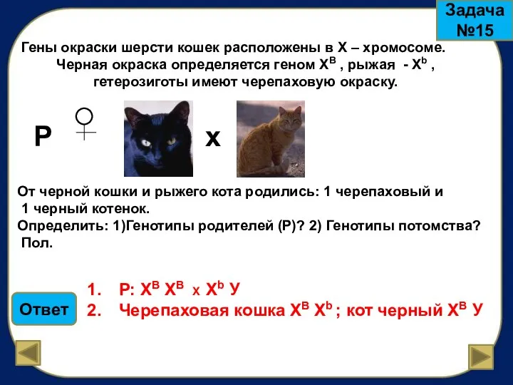 Гены окраски шерсти кошек расположены в Х – хромосоме. Черная окраска