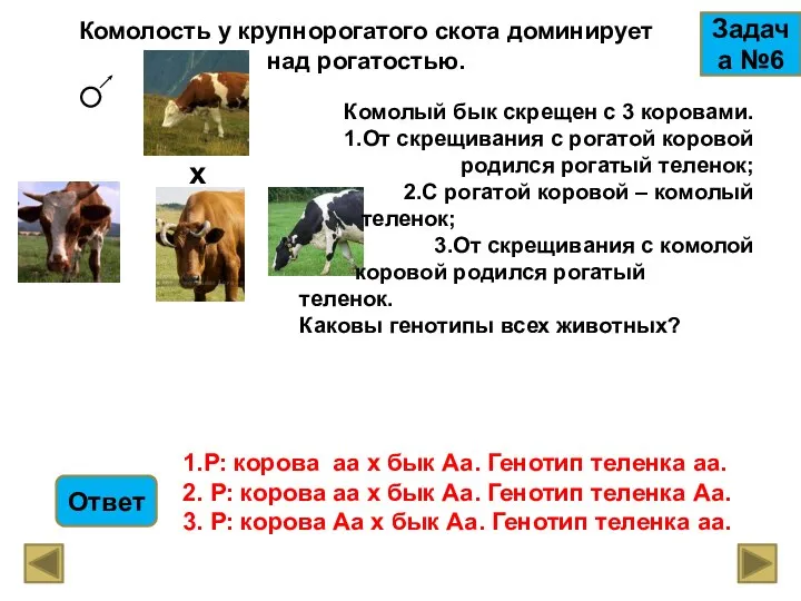 Комолость у крупнорогатого скота доминирует над рогатостью. Задача №6 х Комолый