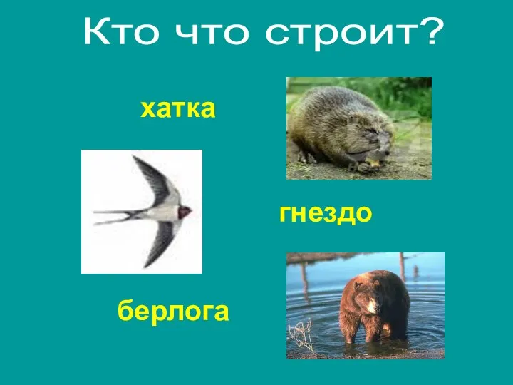 хатка берлога гнездо Кто что строит?