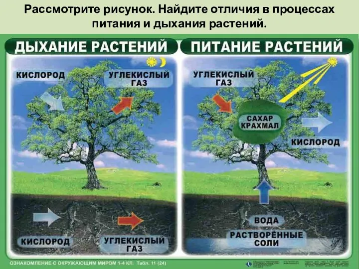 Рассмотрите рисунок. Найдите отличия в процессах питания и дыхания растений.