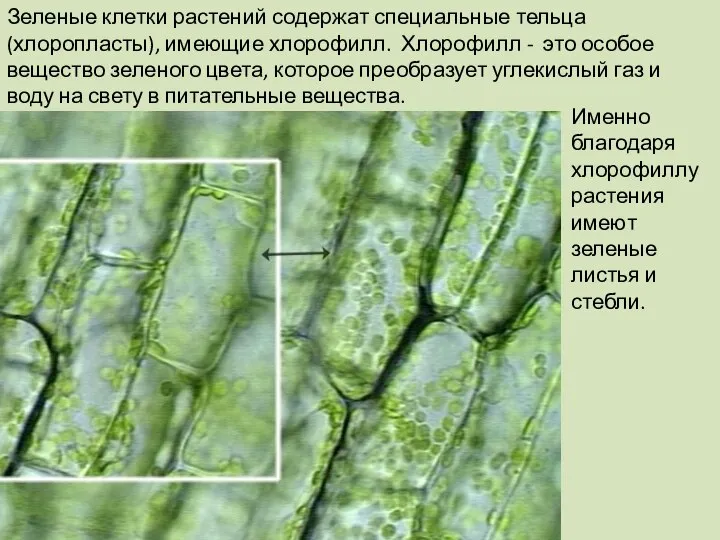 Зеленые клетки растений содержат специальные тельца (хлоропласты), имеющие хлорофилл. Хлорофилл -