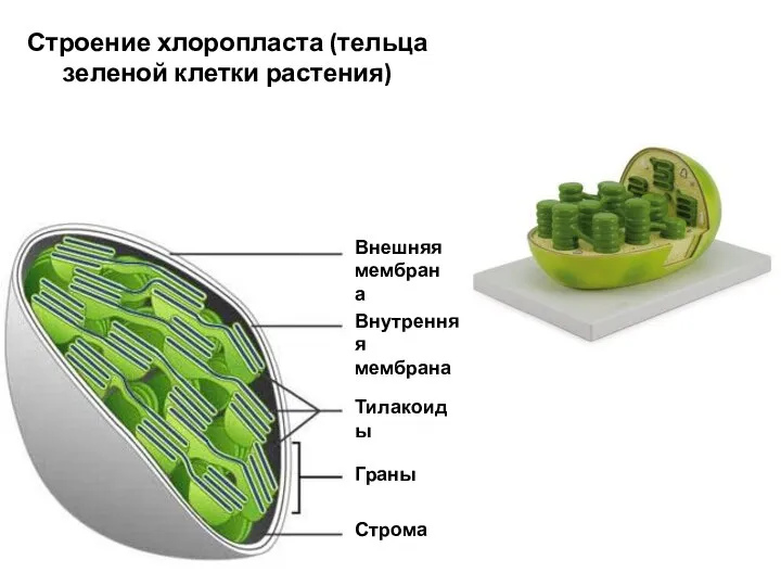 Внешняя мембрана Внутренняя мембрана Тилакоиды Граны Строма Строение хлоропласта (тельца зеленой клетки растения)