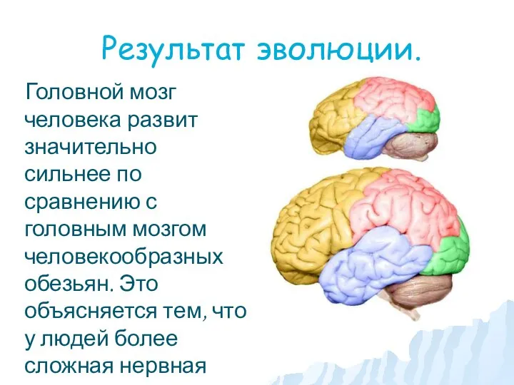 Результат эволюции. Головной мозг человека развит значительно сильнее по сравнению с