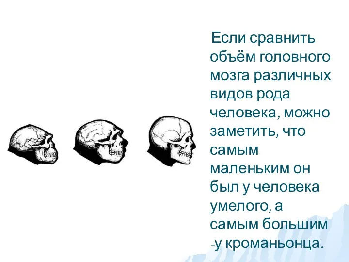 Если сравнить объём головного мозга различных видов рода человека, можно заметить,