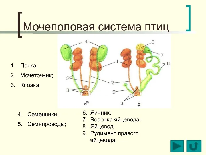 Мочеполовая система птиц Почка; Мочеточник; Клоака. Семенники; Семяпроводы; 6. Яичник; 7.