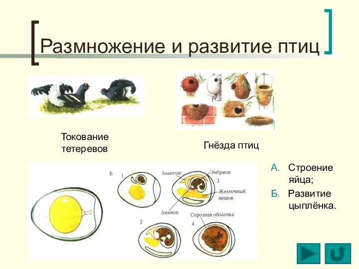 Размножение и развитие птиц Токование тетеревов Гнёзда птиц А. Строение яйца; Б. Развитие цыплёнка.