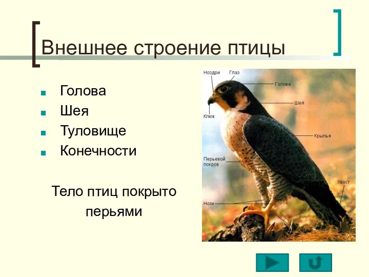 Внешнее строение птицы Голова Шея Туловище Конечности Тело птиц покрыто перьями